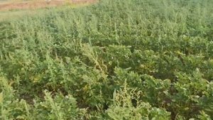 Картофель САРПО МИРА, будут ли клубни в этом году? Сорт картофеля полностью устойчивый к фитофторе!