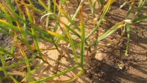 ЧЕСНОК ПОД ОПИЛКАМИ