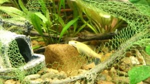 ГИРИНОХЕЙЛУС ИЛИ КИТАЙСКИЙ ВОДОРОСЛЕЕД