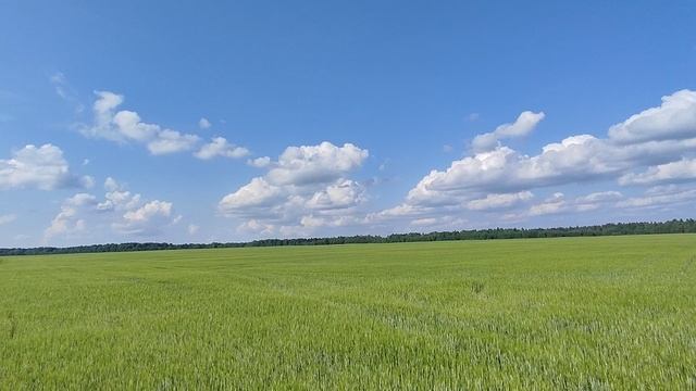 Поле