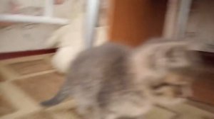 Спасли котёнка от смерти😭💖