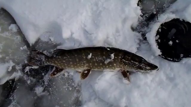 Долгожданная щука. Последняя рыбалка с Алексеевичем. смотреть онлайн