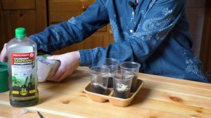 Как вырастить эустому из семян. Как правильно сажать эустому. Способ посева мелких семян эустомы.