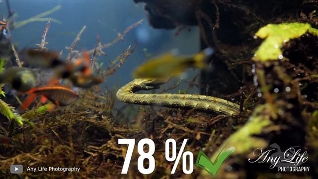 World's Largest Anaconda Snake Found in Amazon River смотреть онлайн