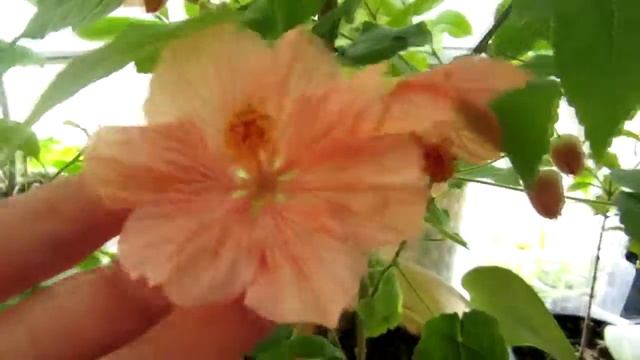 Абутилон "Амели" смотреть онлайн