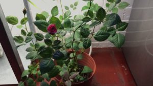 Growing roses indoors