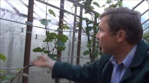 Выращиваю ВИНОГРАД в Подмосковье. Как сформировать лозу
