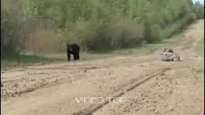 Атака и неожиданные встречи с медведем на охоте Ахота Зверей