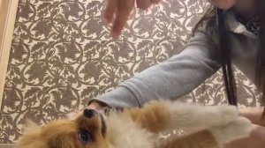 как научиться команде умри