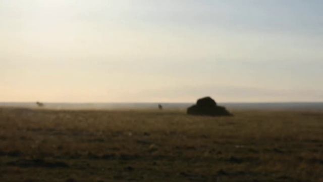 Новая группа лошадей Пржевальского приехала в заповедник "Оренбургский" смотреть онлайн