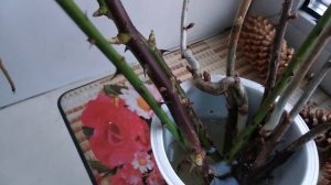 ЧЕРЕНКИ ИЗ БЕЛОРУССИИ. #РОЗА, #СМОРОДИНА, #КРЫЖОВНИК