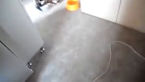 Хорек и собака играют