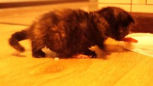 Маленькая кошка ест и злится