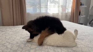 Щенок немецкой овчарки и щенок золотистого ретривера играют в первый раз!