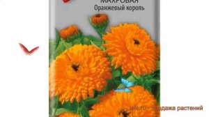 Календула махровая Оранжевый король ? обзор: как сажать, семена календулы Оранжевый король