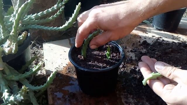 How to grow cactus from cutting Orbea variegata (Stapelia variegata) смотреть онлайн