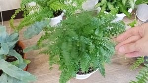 Коллекция ?папоротников?