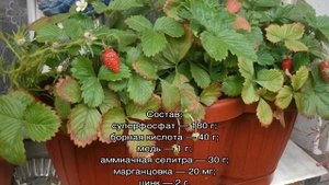 Сорта ампельной клубники крупноплодной и ремонтантной