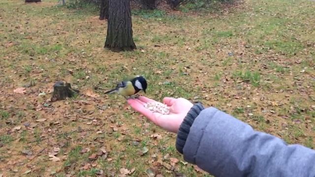 Василий и Анастасия Буртовские - синички в парке Санкт-Петербурга смотреть онлайн