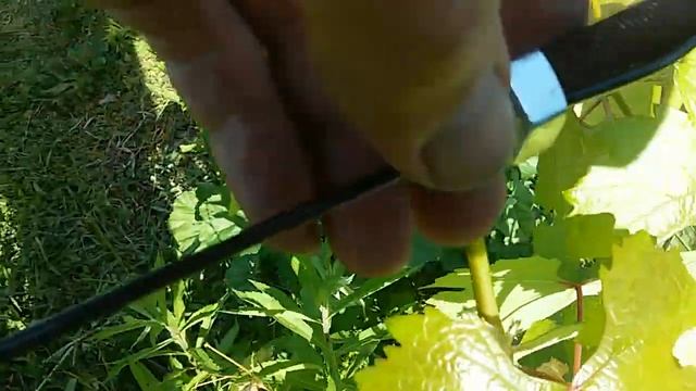 Саморобний зажим для пластикового дроту виноградної шпалери 2022:06:15 смотреть онлайн