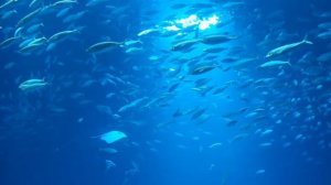 Предвечный Дух, приди! Христианская песня.