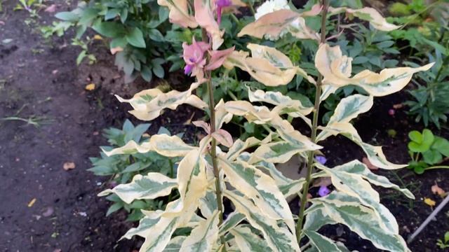 Флокс мелельчатый "Олимпус" Phlox paniculata 'Olympus' смотреть онлайн