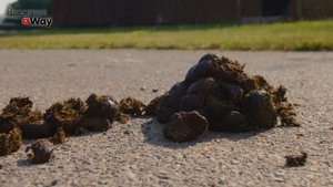 Обязательно Подкармливаем Малину осенью Этим! Это Есть У Каждого! Чем подкормить малину осенью!?