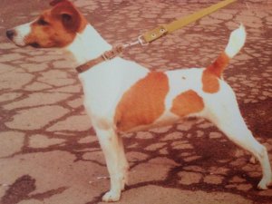 Гладкошерстный фокстерьер. Приобретение собаки у заводчика. Покупка щенка или молодой собаки