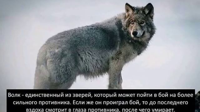 Орлы кавказа ингуши смотреть онлайн