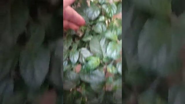 Острый перец Джолокия Зелёно-пурпурный. 