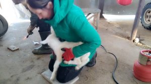 Долой рога! Выжигание рогов козлятам//Самодельный каутер