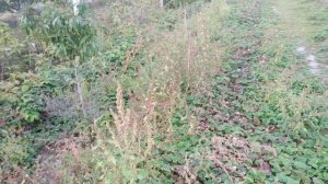 Осенняя посадка клубники. Как сделать бугры + лайфхак посадки рассады