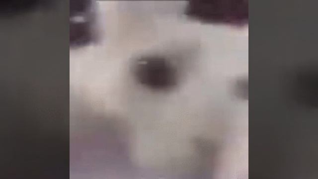 Cute Cat