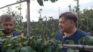 Груша на шпалере? Очень практично!