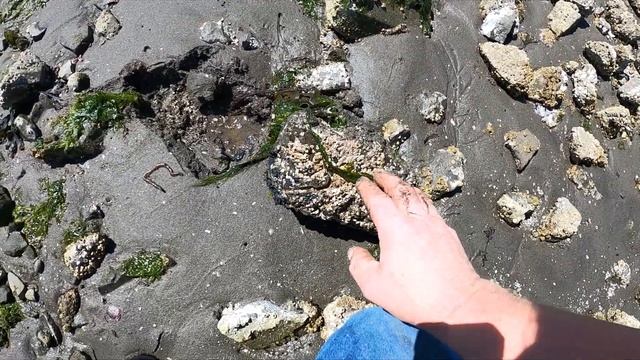 Harvesting Different Local Saltwater Fishing Baits 101 смотреть онлайн