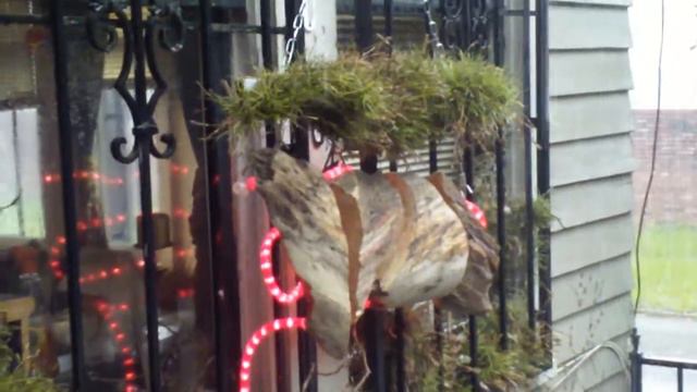 Living Light - Air Plant Drinks - Driftwood LED смотреть онлайн