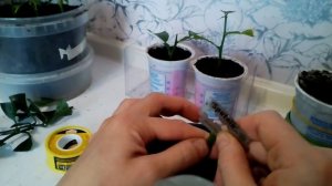 Прививаем ветки от мандарина купленного в супермаркете, (2 часть)
