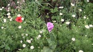 Gertrude Jekyll's Garden, Lindisfarne, Northumberland