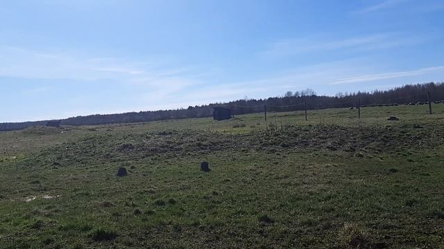 Часть 27 Овцы на пастбище. смотреть онлайн