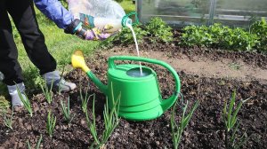 Лук с ума сходит от такого питания. Растет крупным даже при плохой погоде+пропадает желтизна перьев.