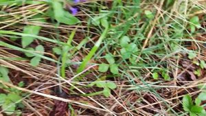 Отдых в Горной Дигории, Северная Осетия. Часть II. Коттеджный Отель "Panorama"