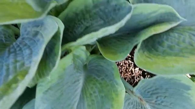 #hosta #хоста / Хоста(лат. Hosta) Фрэнсис Вильямс. Классическая хоста на клумбе
