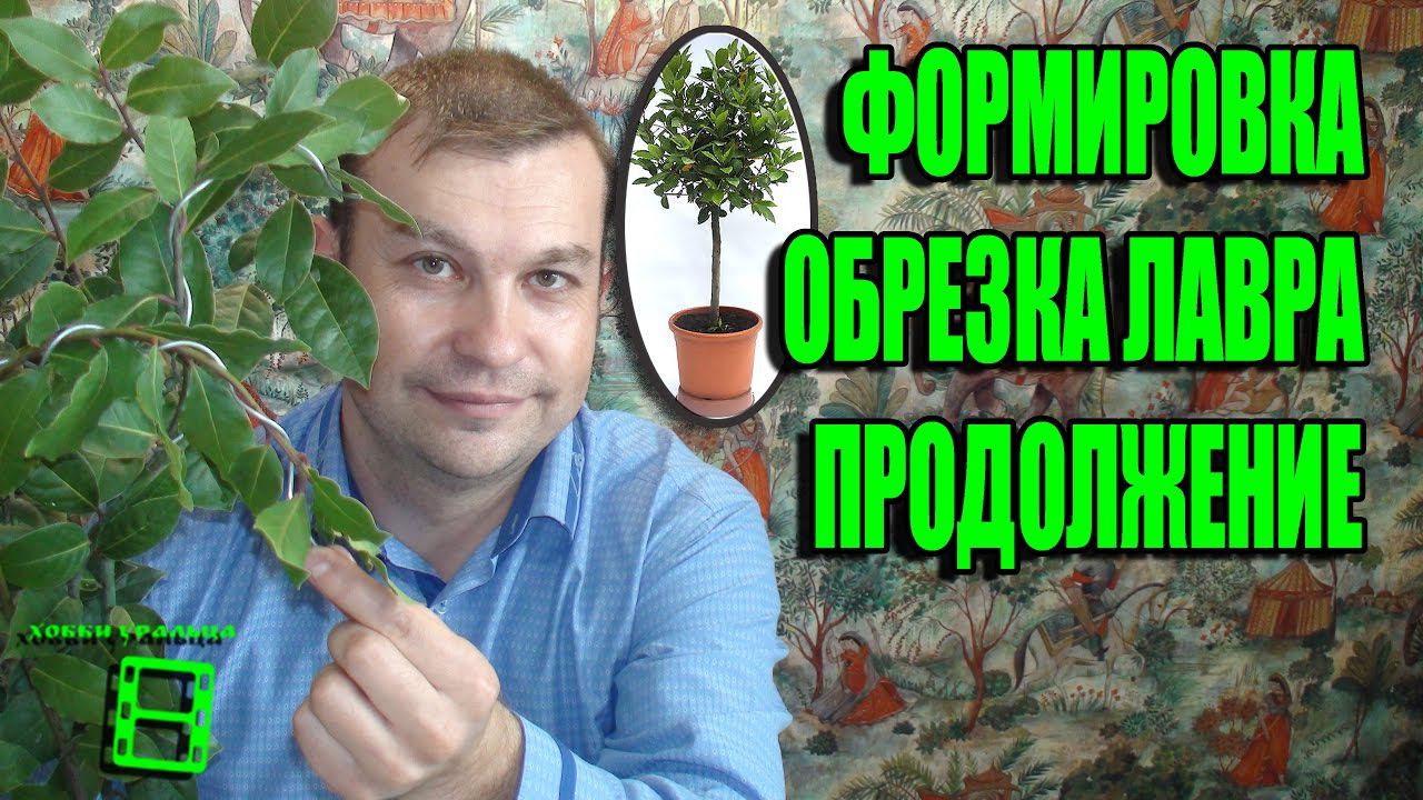 ФОРМИРОВКА ЛАВРА ПРОДОЛЖЕНИЕ. ПРАВИЛА ОБРЕЗКИ БЛАГОРОДНОГО ЛАВРА. ЭКЗОТИКА НА ПОДОКОННИКЕ смотреть онлайн