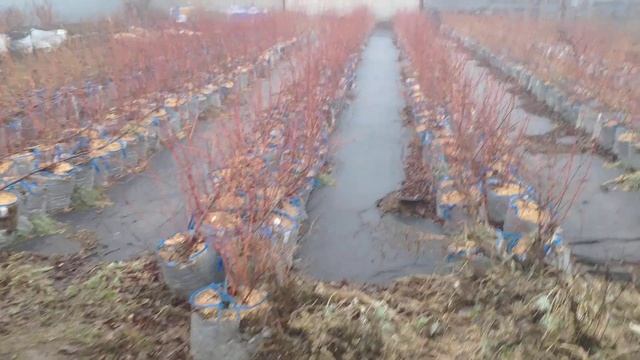 Куда я буду пересаживать голубику?! Инновационные горшки! смотреть онлайн