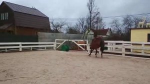 Виабэлла- тракененская кобыла