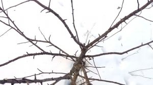 формирование кроны у молодых яблонь  Обрезка трёх яблонь