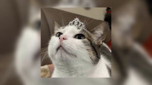 SPEED UP- царица                                                           (speedmusicupup)