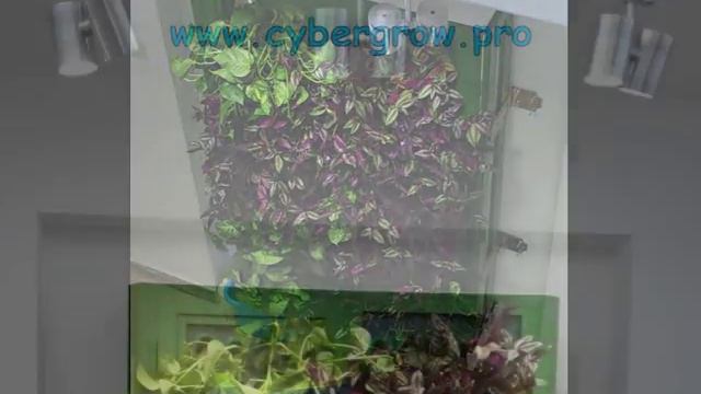 CyberGrow - аэропоника смотреть онлайн