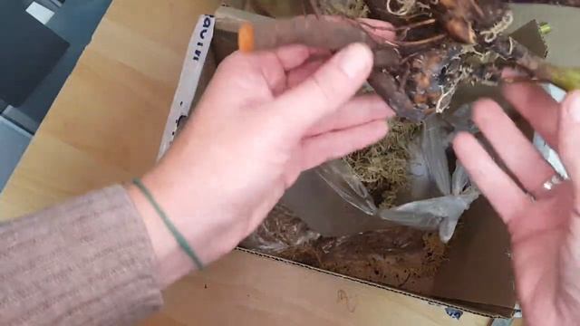 Распаковочка! Пионы, безвременник, луки от Вероники Поливкиной. Осень 2021г.