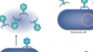 amazing!!! The Deadliest Being on Planet Earth